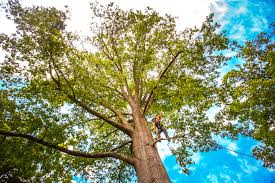 How Our Tree Care Process Works  in  Churubusco, IN