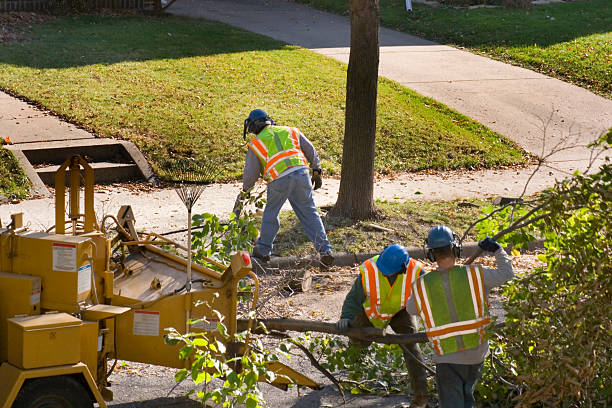 Best Lawn Renovation and Restoration  in Churubusco, IN