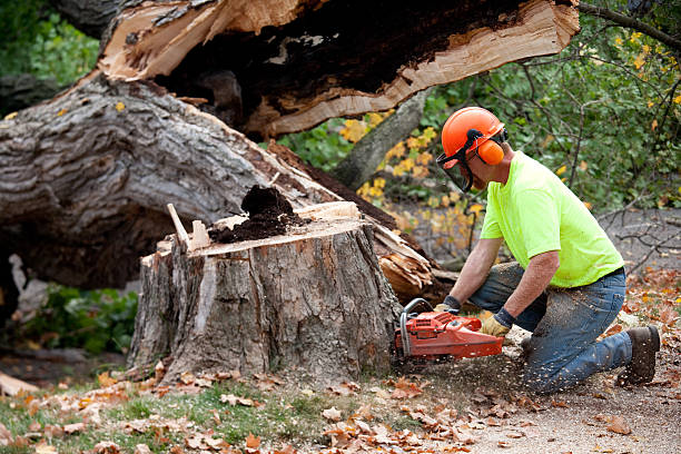 Best Fruit Tree Pruning  in Churubusco, IN