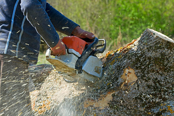 Best Root Management and Removal  in Churubusco, IN